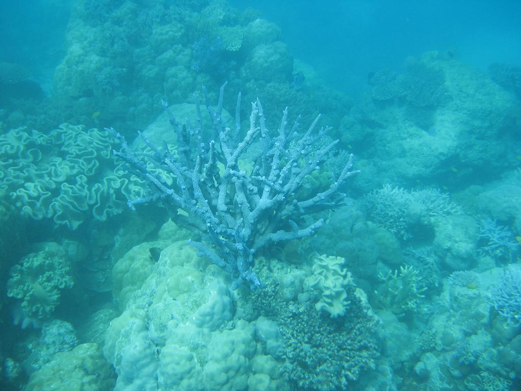 2011_Diving_the_Great_Barrier_Reef (26).JPG